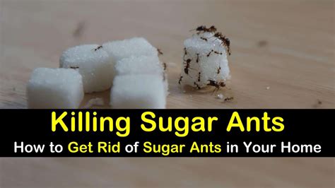11+ Creative Ways to Get Rid of Sugar Ants