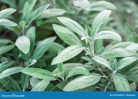 Sage Growing in the Garden, Salvia Officinalis Medicinal Plants Closeup ...