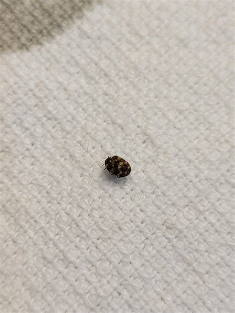 Tiny Black Bugs My House