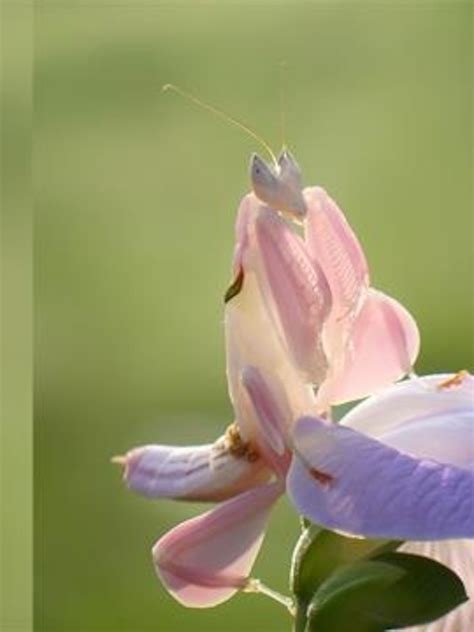 Pink Flower Mantis