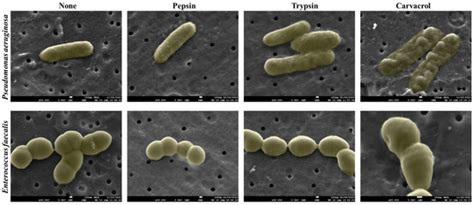 Pepsin and Trypsin Treatment Combined with Carvacrol: An Efficient ...