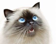himalayan cats most popular himalayan cat names for cats himalayan cats most popular himalayan cat names for cats