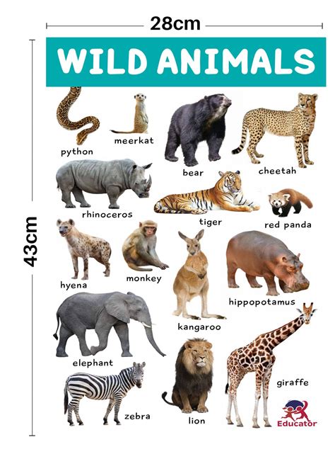 JoGenii|Animal-Kingdom-Charts-4-Jumbo-Charts-for-Kids|Pegasus