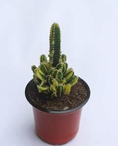 Guruji Plantation Green Fairy Castle Plant Acanthocerous Tetragonous ...