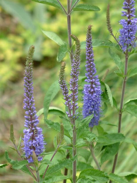 Veronica longifolia (long-leaved speedwell): Go Botany