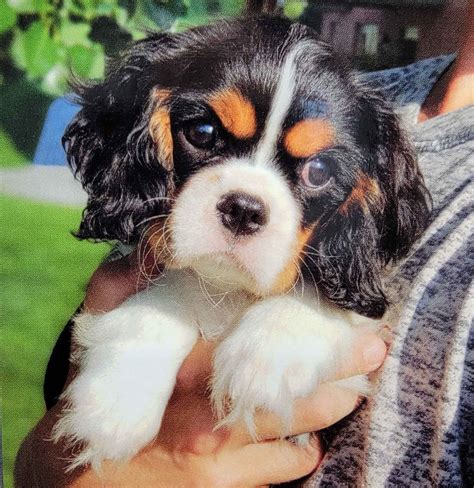 Grandeur Valley Puppies - Cavalier King Charles Spaniel Puppies for ...