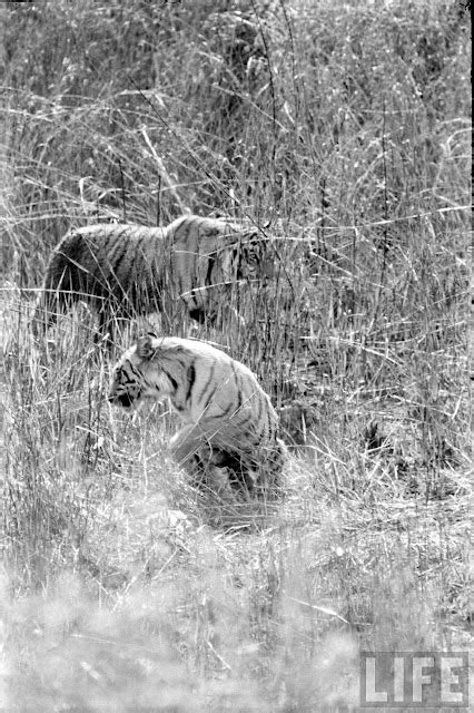 Tiger Hunting Photographs of India - 1965 (Part-2) - Old Indian Photos