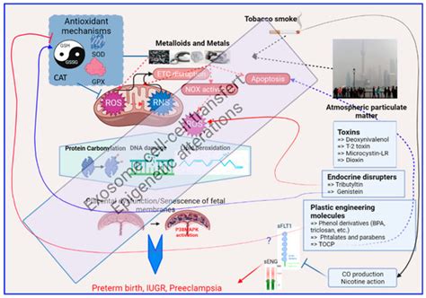 The Impact of Oxidative Stress of Environmental Origin on the Onset of ...