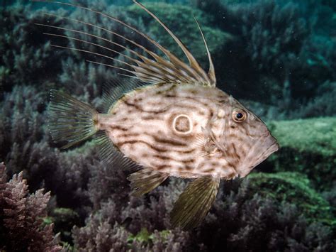 Download John Dory Fish Swimming Underwater.jpg Wallpaper | Wallpapers.com
