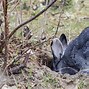 Image result for Rabbit Digging Area Colony