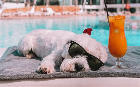 Hoteles Pet Friendly Miami