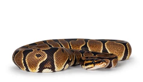 Image result for Green Ball Python