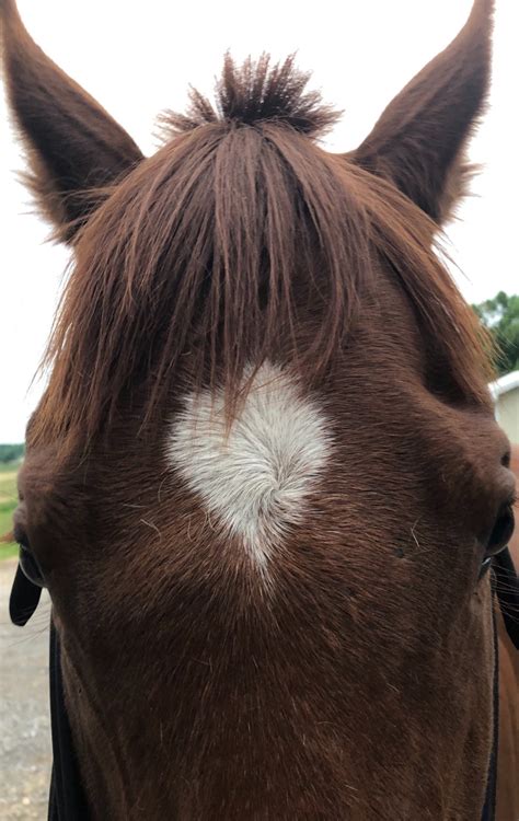 Treating Bumps on Horse's Face? | ThriftyFun