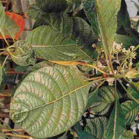 Chinarindenbaum - Roter Chinarindenbaum, Fieberrindenbaum – Cinchona ...