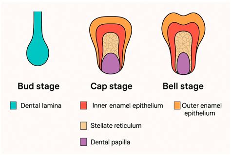 The Morphogenesis, Pathogenesis, and Molecular Regulation of Human ...