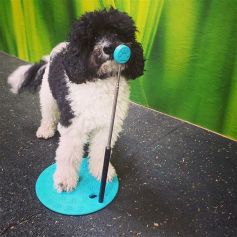 Image result for Target Training for Dogs