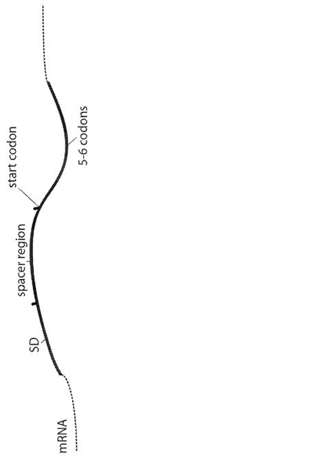 Selective optimization of a ribosome binding site for protein ...