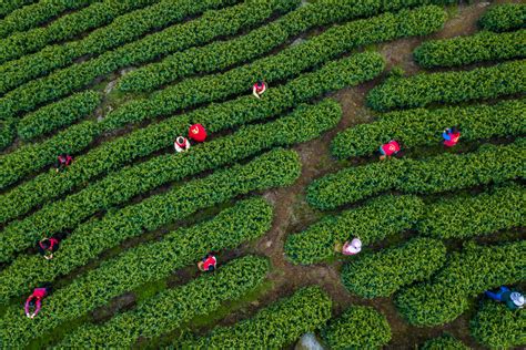 浙江德清：生态茶 助增收-人民图片网