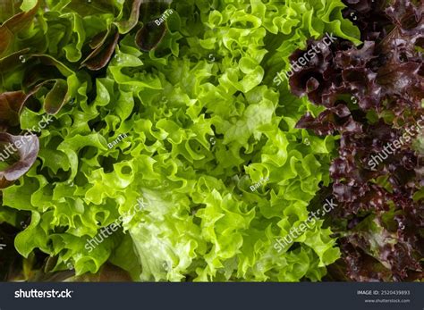 Different Multicolor Varieties Lettuce Salad Leaves Stock Photo ...