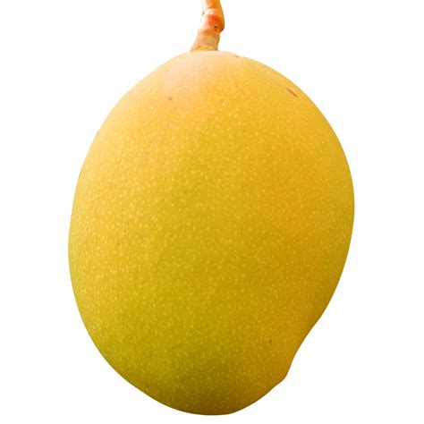 fresh mango fruit 12228370 PNG
