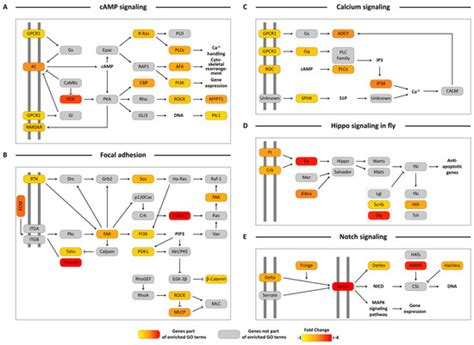 Transcriptome Response of Female Culicoides sonorensis Biting Midges ...