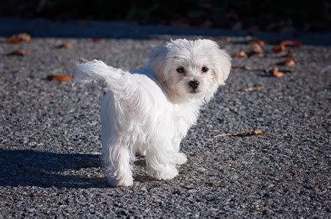 The Top 5 Maltese Haircut Styles | The Dog People by Rover.com