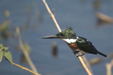 Free Images : nature, branch, animal, wildlife, beak, hummingbird ...