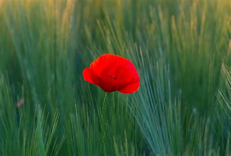 29 People Died In Madeira Bus Accident 5 Years Ago