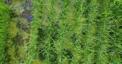 Paddy Rice Imagery - Dataset Ninja