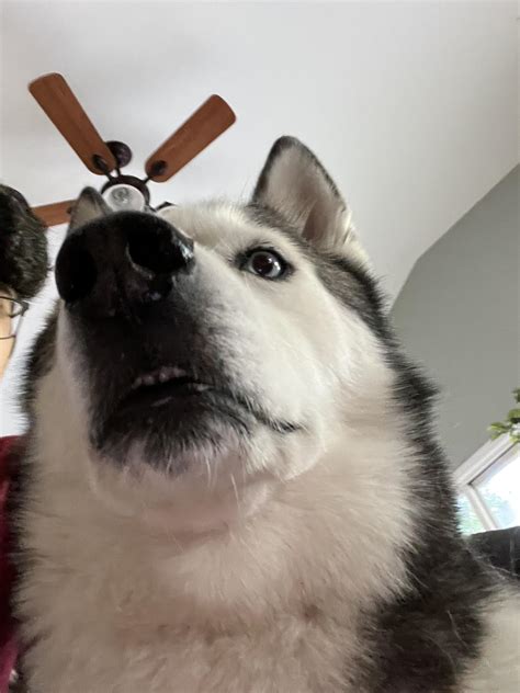 goofy ahh dog : r/HuskyDerping