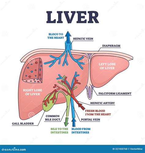Image result for Liver Organ Function