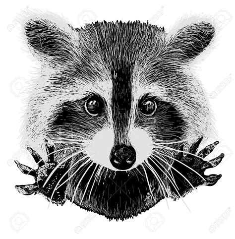 cute raccoon vector requests cuddle and snuggle | Raccoon art, Raccoon drawing, Cute raccoon