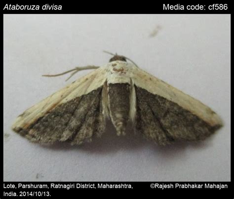 Ataboruza divisa (Walker, 1862) - | Moths