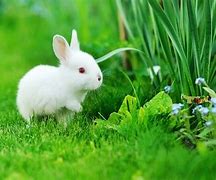 Image result for How to Care for Baby Rabbits