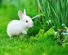 Image result for Real Baby Rabbits
