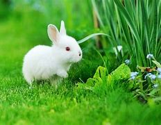 Image result for What Do Baby Rabbits Look Like