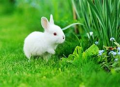 Image result for Baby New Rabbits