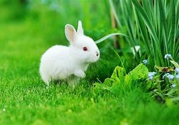 Image result for Newborn Bunny