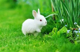 Image result for Baby New Rabbits