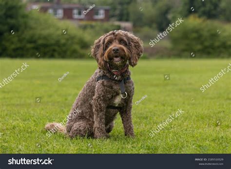 Image result for Dog Cockapoo Brown