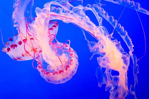 Cnidaria