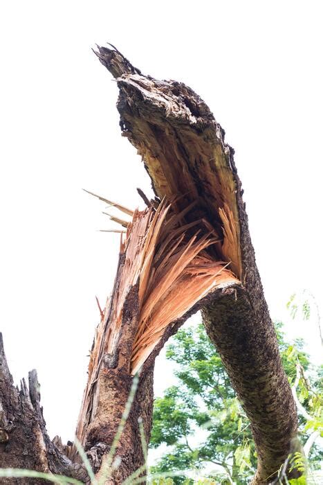 Image result for Felling of World Famous Tree