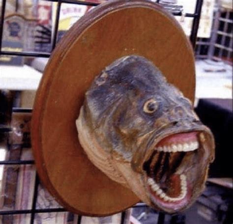 List 105+ Pictures Pictures Of Fish With Teeth Updated