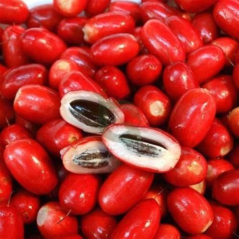 Miracle Fruit Synsepalum Dulcificum Grafted Live Plant – Magical Taste ...