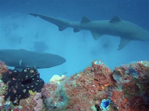 FISH ROCK DIVE CENTRE (2026) All You Need to Know BEFORE You Go (with ...