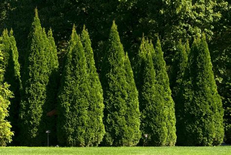Thuja occidentalis - Swamp Cedar, Northern White-Cedar, Eastern White ...