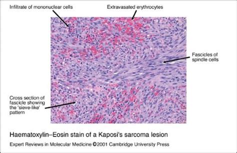 Image result for Cell Sorting Staining Protocol