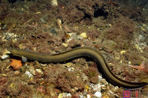 【资料整理】英国的溪七鳃鳗（02） - 哔哩哔哩