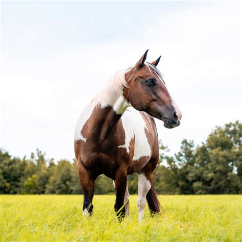 Fastest Horse Breeds: Top 10 Best for Horse Racing