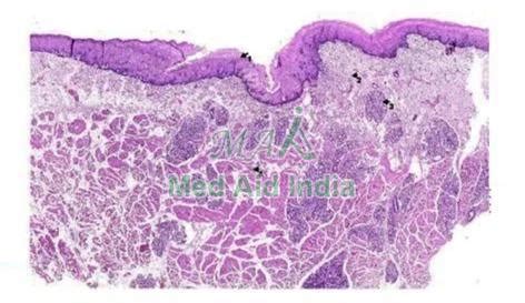 Oral Mucosa Histology Slide Manufacturer, Supplier from Noida
